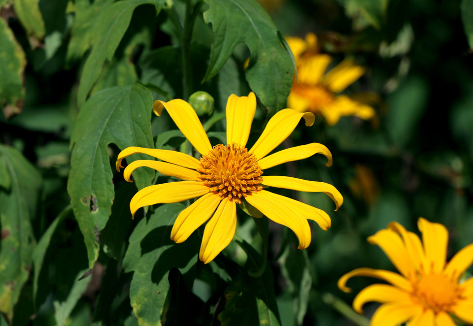 Hoa dã quỳ ở vùng biên viễn mang vẻ đẹp hoang sơ, dung dị đặc trưng với sắc vàng ấm áp. (Ảnh: Xuân Tiến/TTXVN)