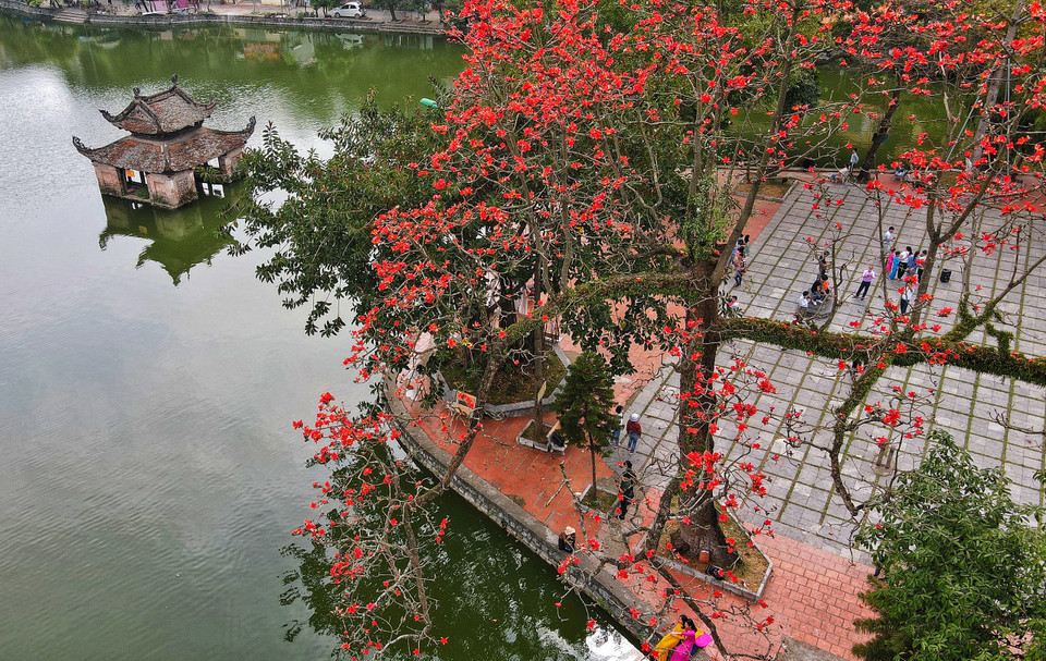 Những ngày tháng Ba, về dưới chân núi Sài Sơn (huyện Quốc Oai, Hà Nội) sẽ thấy hoa gạo nở đỏ rực cả khoảng trời.(Ảnh: Xuân Mai/Vietnam+)