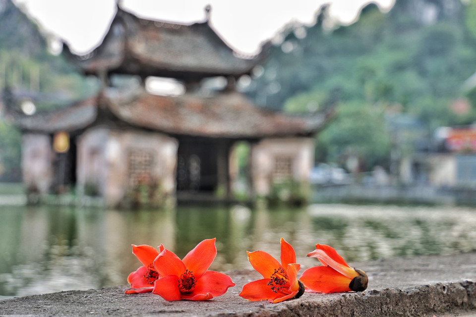 Những bông gạo đỏ rực như lửa tô điểm cho không gian trầm mặc của ngôi chùa cổ kính. (Ảnh: Xuân Mai/Vietnam+)