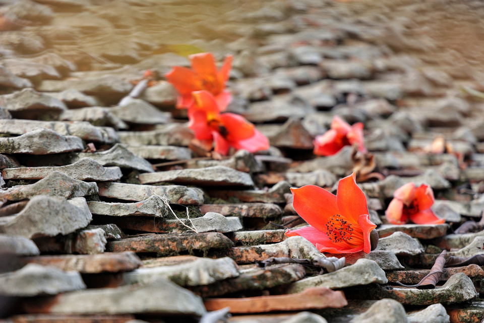 Hoa rụng trên mái cây cầu cổ Nhật Tiên Kiều. (Ảnh: Xuân Mai/Vietnam+)