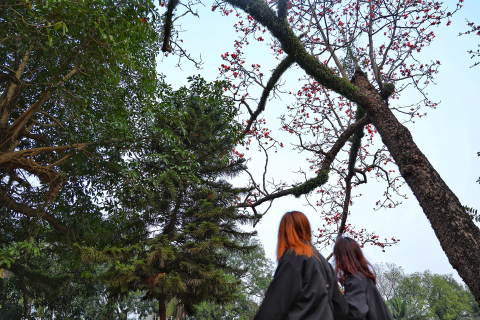 Ai đi qua cũng phải ngước nhìn sắc hoa gạo đỏ. (Ảnh: Xuân Mai/Vietnam+)
