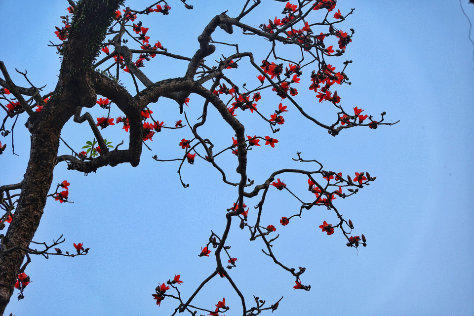 Những tán hoa nở trước sân chùa cổ đã 1.000 năm tuổi. (Ảnh: Xuân Mai/Vietnam+)