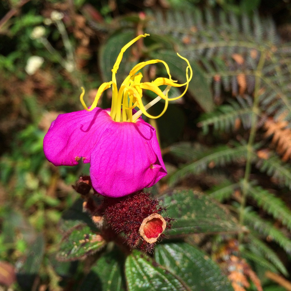 Lảo Thẩn là một trong số ít những đỉnh núi có nhiều loại hoa nhỏ, đẹp. (Ảnh: Xuân Mai/Vietnam+)