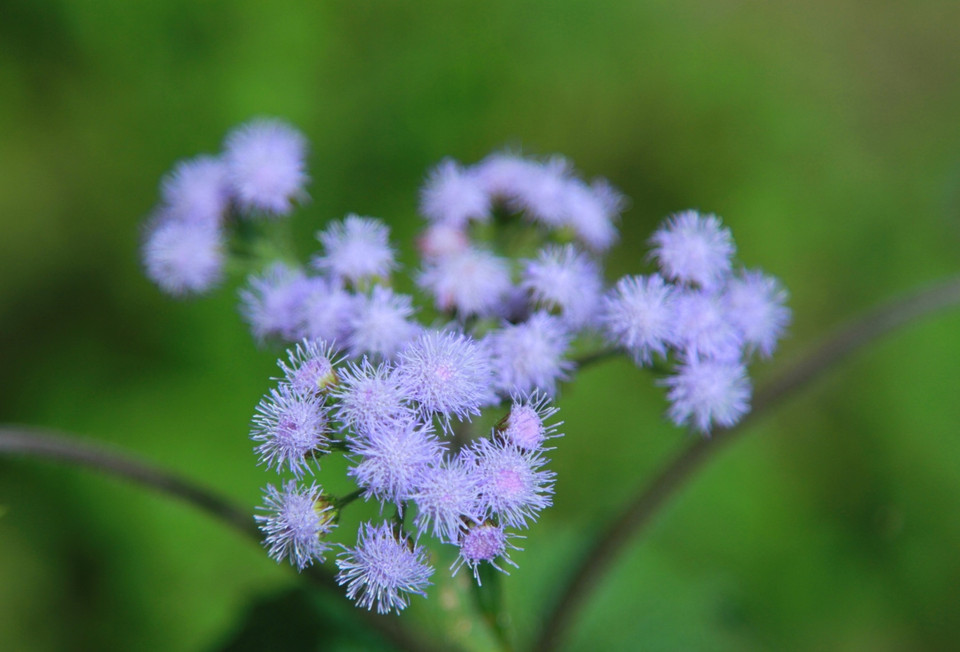 Đường lên đỉnh Lảo Thẩn còn vô số loại hoa mà hỏi người dân ở đây họ cũng không biết tên, chỉ nói đó là hoa rừng bằng tiếng Mông. (Ảnh: Xuân Mai/Vietnam+)
