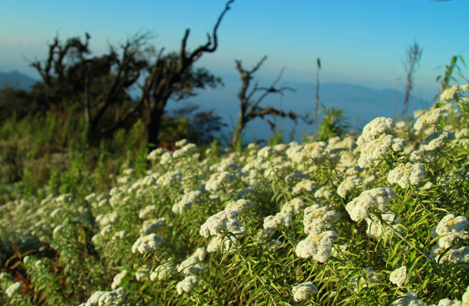 Mùa này, ở độ cao khoảng 2.600-2.700m là cả thảm hoa rừng trắng muốt. (Ảnh: Xuân Mai/Vietnam+)