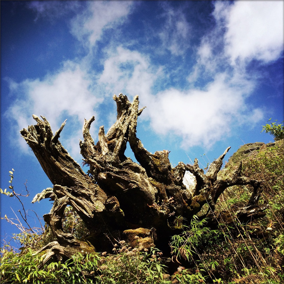 Càng lên cao chỉ còn lại những gốc cây cổ thụ khô khốc, giống như những tác phẩm điêu khắc mà thiên nhiên bỏ lại. (Ảnh: Xuân Mai/Vietnam+)