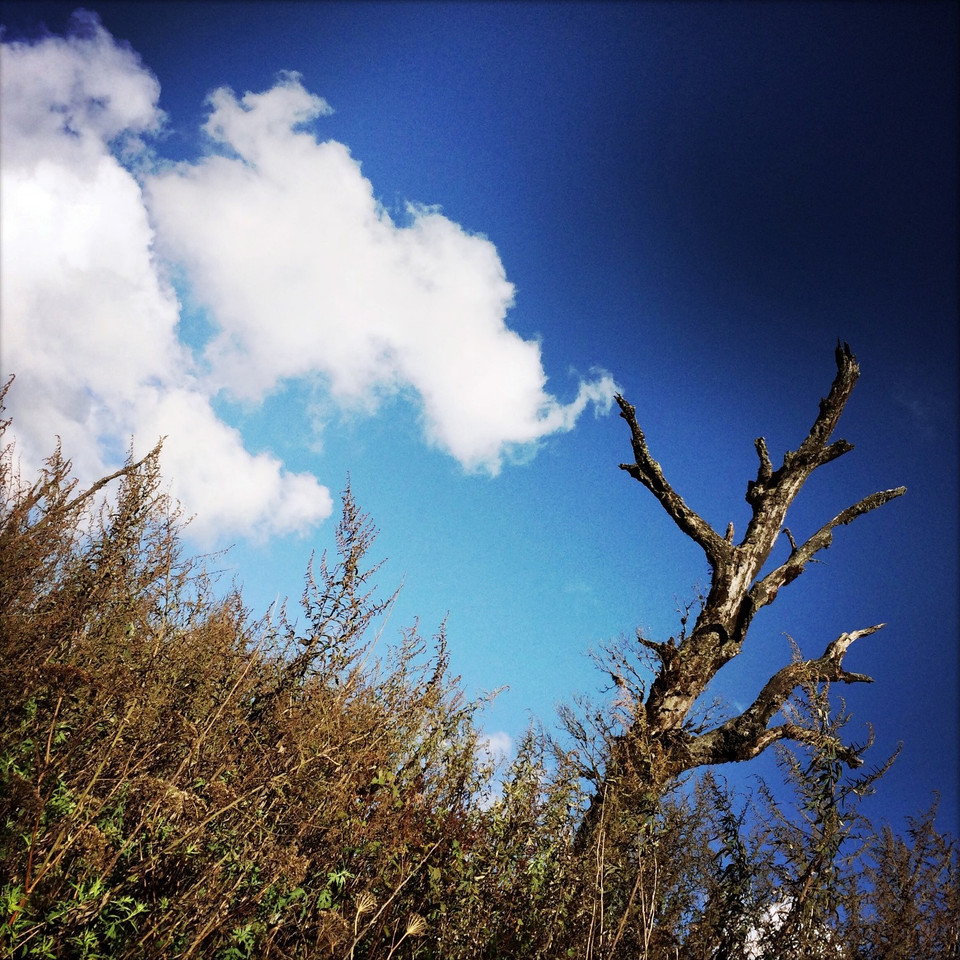 Cuộc gặp gỡ tình cờ của cây rừng và mây. (Ảnh: Xuân Mai/Vietnam+)