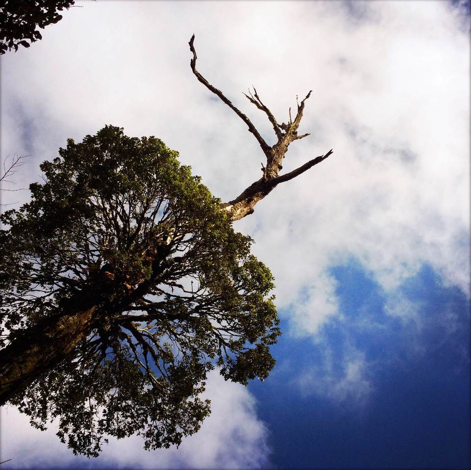 Tôi gọi đây là 'vũ điệu của rừng' khi bắt gặp khoảnh khoắc đầy thú vị này trên hành trình chinh phục đỉnh Lảo Thẩn. (Ảnh: Xuân Mai/Vietnam+)