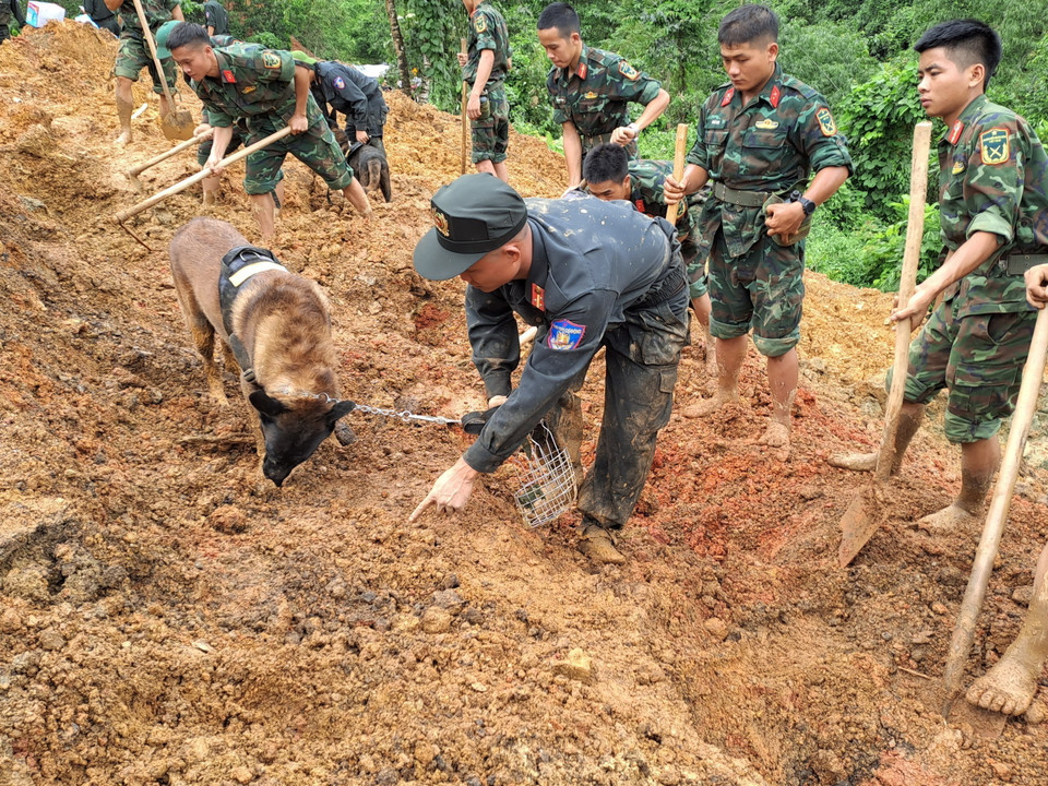Chó nghiệp vụ được sử dụng để tìm kiếm vị trí nạn nhân bị vùi lấp. (Ảnh: Đức Thọ/TTXVN)
