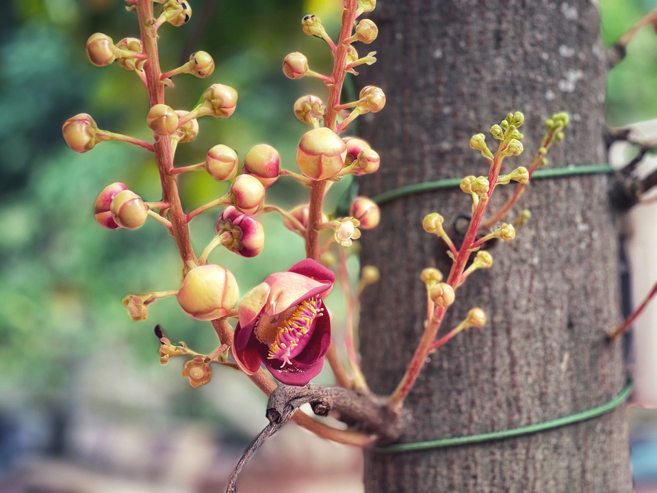 Trước sân chùa có trồng cây Sala, loài hoa gắn với sự tích Phật thành đạo. (Ảnh: Xuân Mai/Vietnam+)