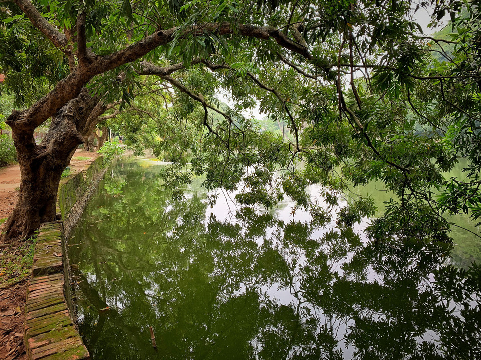 Hàng cây ăn trái cổ thụ được trồng ven hồ tạo dáng và vẻ nên thơ cho quần thể di tích núi Hoàng Xá. (Ảnh: Xuân Mai/Vietnam+)