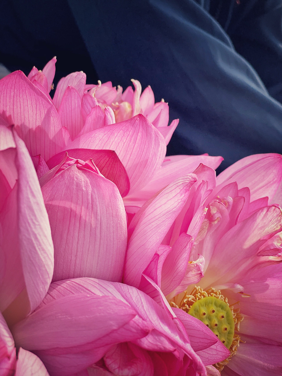 Loại sen được trồng hoàn toàn hữu cơ. (Ảnh: Xuân Mai/Vietnam+)