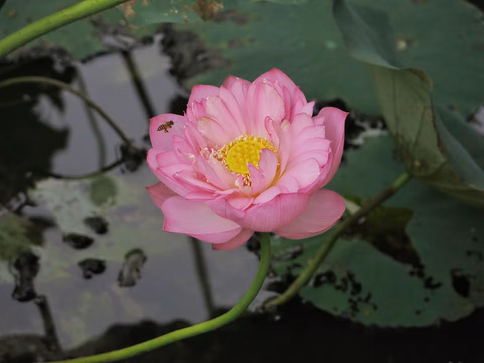 Tầm 5 giờ 30 đến 6 giờ sáng là thời điểm những tia nắng sớm mai mới nhú sẽ thả trên mặt đầm làm hiện lên những bông sen ngát hương đầu mùa. (Ảnh: Xuân Mai/Vietnam+)