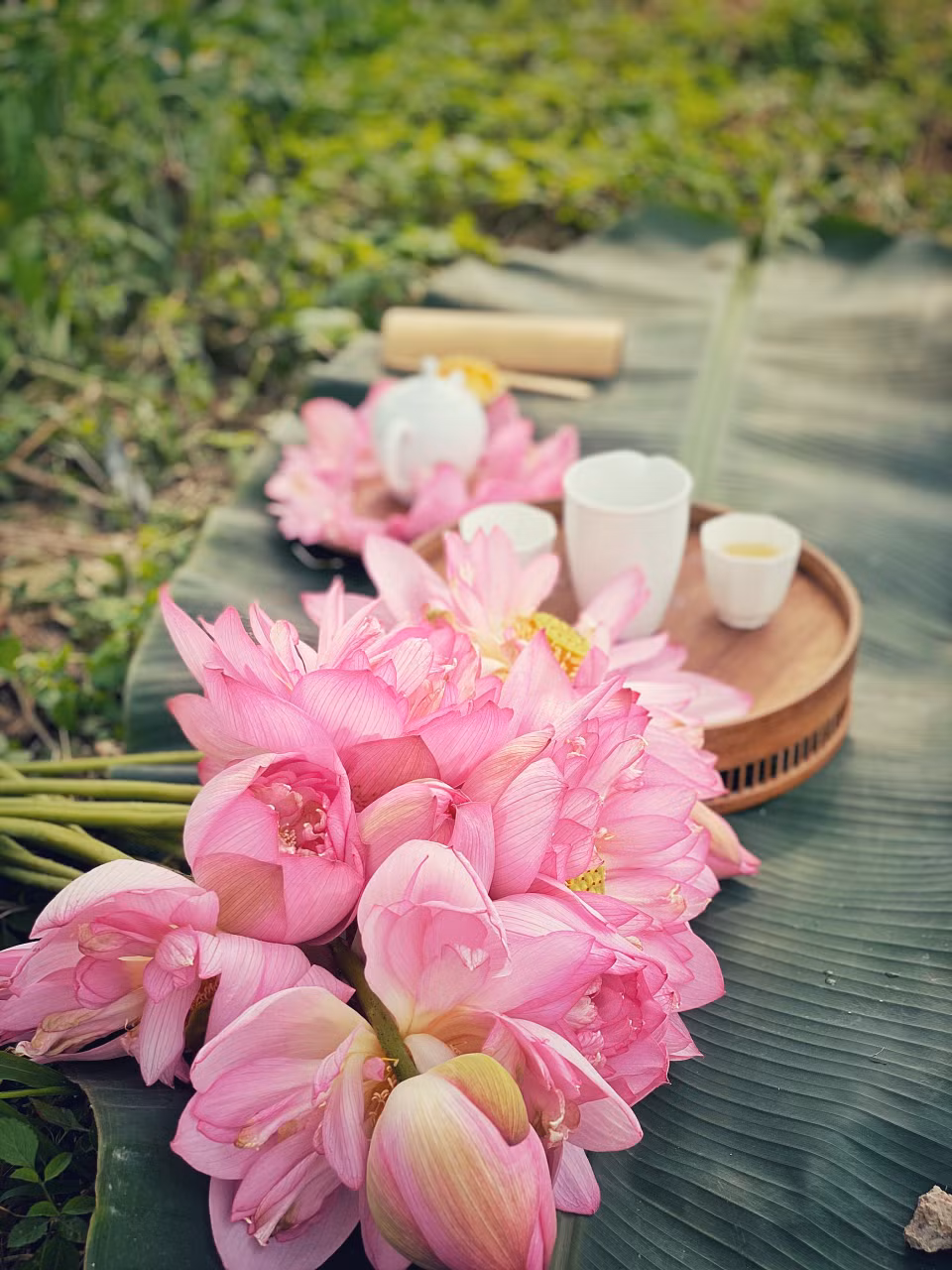 Những đóa bách diệp liên đầu mùa vừa được hái dưới đầm. Khi nắng gió Hạ về, gọi dậy những hương hoa thanh ngát trong đầm cũng là thời điểm người yêu trà được thưởng thức thức trà sen đặc biệt được ủ trong những búp sen hồng nồng đượm. (Ảnh: Xuân Mai/Vietnam+)