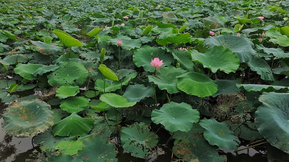Để trải nghiệm trọn vẹn, chuyến đi được khởi hành từ 4 giờ sáng ở Hà Nội. Chắc chắn bạn sẽ không muốn bỏ lỡ những khoảnh khắc tuyệt đẹp của tự nhiên trên hành trình này. (Ảnh: Xuân Mai/Vietnam+)