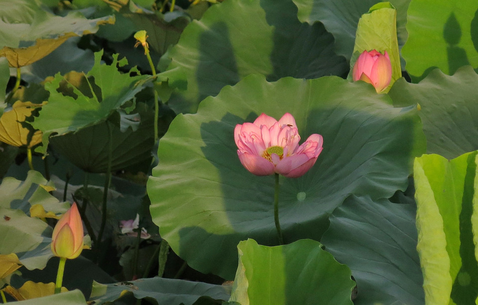 Những đóa bách diệp liên làm bừng hương sắc cả đầm sen đầu mùa. (Ảnh: Xuân Mai/Vietnam+)