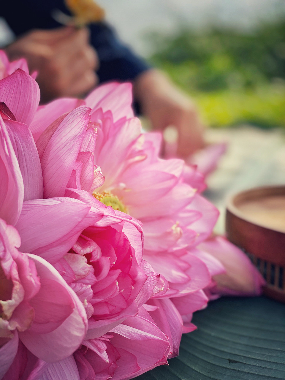 Những đóa bách diệp liên bừng nở đầu mùa. (Ảnh: Xuân Mai/Vietnam+)