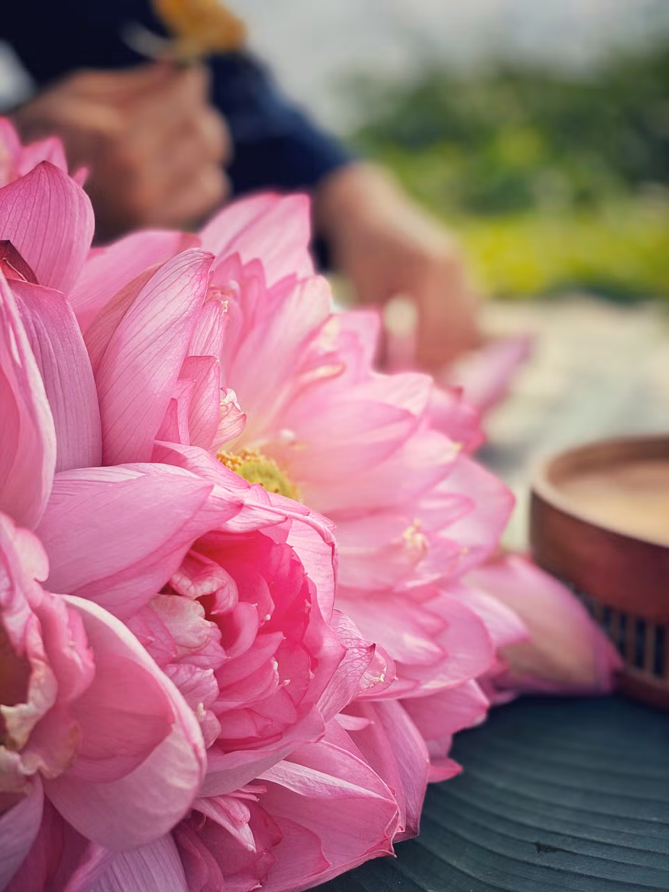 Những đóa bách diệp liên bừng nở đầu mùa. (Ảnh: Xuân Mai/Vietnam+)