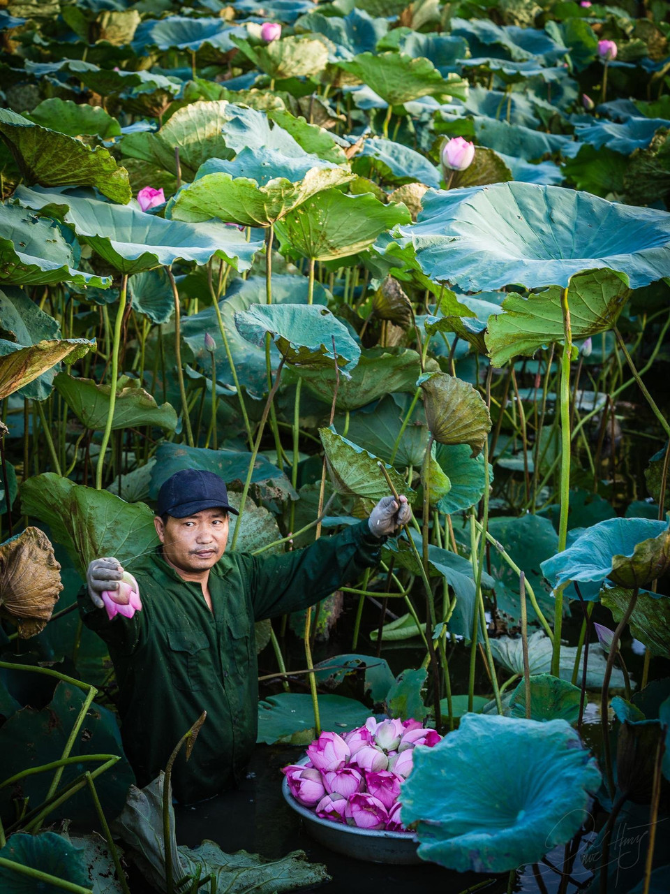 Ông Nguyễn Văn Bình, người thôn Cổ Hoàng, xã Hoàng Long, Phú Xuyên, Hà Nội cho biết để làm được những bông trà sem sớm (trà sen sổi), ông thường phải dậy từ khi mặt trời chưa ló để hái những bông sen còn chúm chím, tinh khiết nhất. (Ảnh: Vân Chi/Vietnam+)