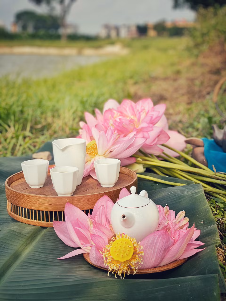 Trà sen đón nắng sớm. Cách pha: dùng nước sôi đã hạ nhiệt độ xuống 85 độ pha với 8gr trà, ngâm từ 30 giây đến 1 phút (nếu uống đậm có thể ngâm lâu hơn); rót từ ấm trà ra chén tống rồi từ đó mới chuyển trà sang các chén quân để thưởng thức. (Ảnh: Xuân Mai/Vietnam+)