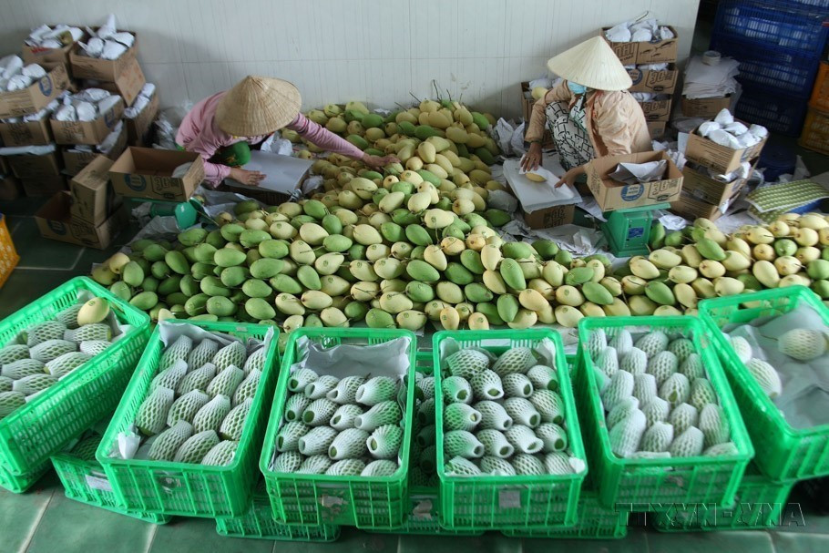 Xoài của tỉnh Đồng Tháp được xuất khẩu sang thị trường Trung Quốc, EU (Hà Lan), Hoa Kỳ, Liên bang Nga, Canada, Australia, New Zealand… (Ảnh: Nguyễn Văn Trí/TTXVN)