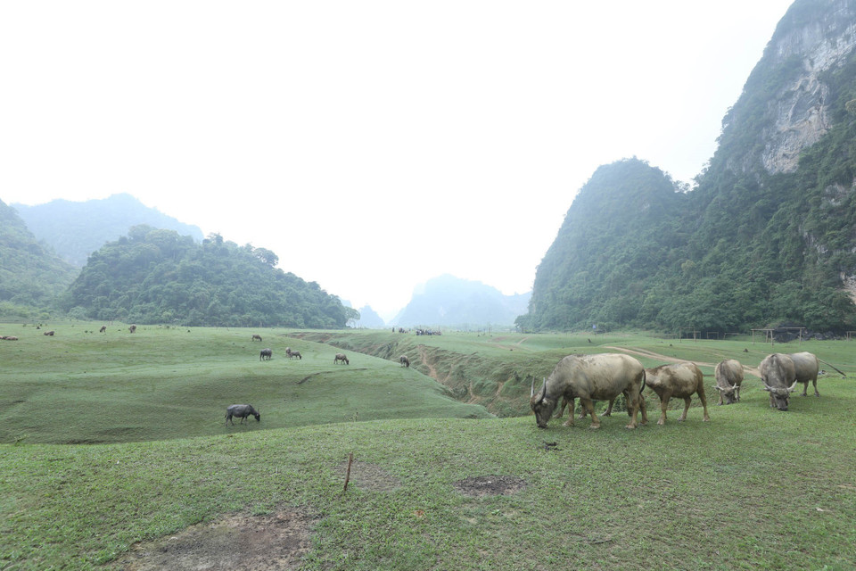 Đàn trâu được chăn thả tự do trên Thảo nguyên Đồng Lâm. (Ảnh: Anh Tuấn/TTXVN)