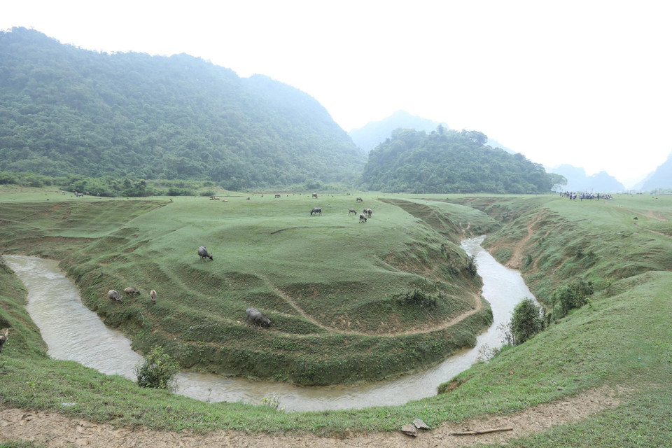 Đàn trâu được chăn thả tự do trên Thảo nguyên Đồng Lâm. (Ảnh: Anh Tuấn/TTXVN)