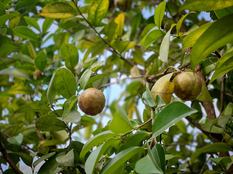 Quả sở tròn, khi chín khô tách ra làm 4 cánh, có nét tương đồng quả xà cừ. (Ảnh: Mai Mai/Vietnam+)
