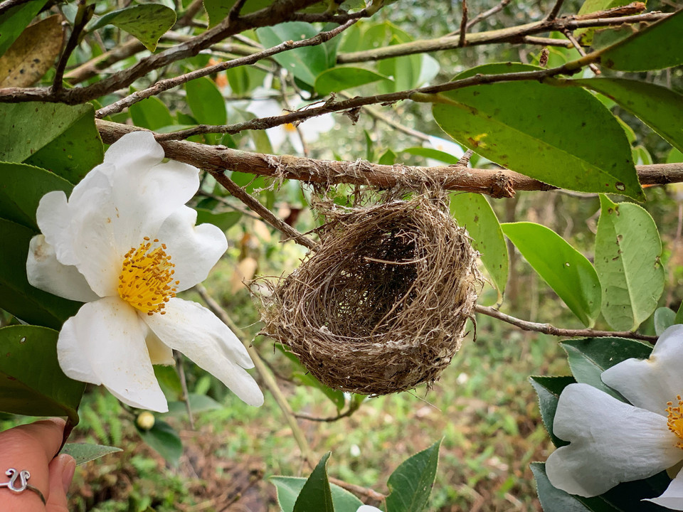 Nhiều năm nay, huyện Bình Liêu quyết định tổ chức Lễ hội hoa Sở vào tháng 12, coi đây là sự kiện thu hút du lịch trọng tâm. Năm nay, lễ hội tổ chức vào ngày 11/12. (Ảnh: Mai Mai/Vietnam+)
