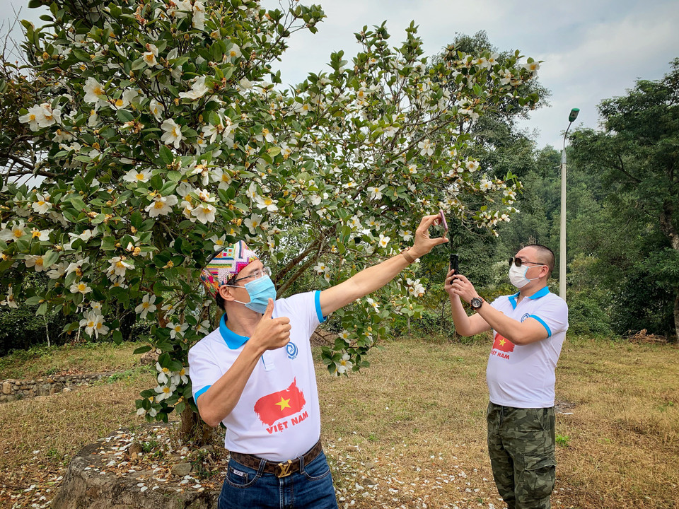 Trước kia, hoa sở mọc tự nhiên, nhưng nhiều năm nay, được địa phương quy hoạch trồng thành khu riêng để vừa thu hút du khách, vừa giúp người dân canh tác, sản xuất dầu ăn. (Ảnh: Mai Mai/Vietnam+)