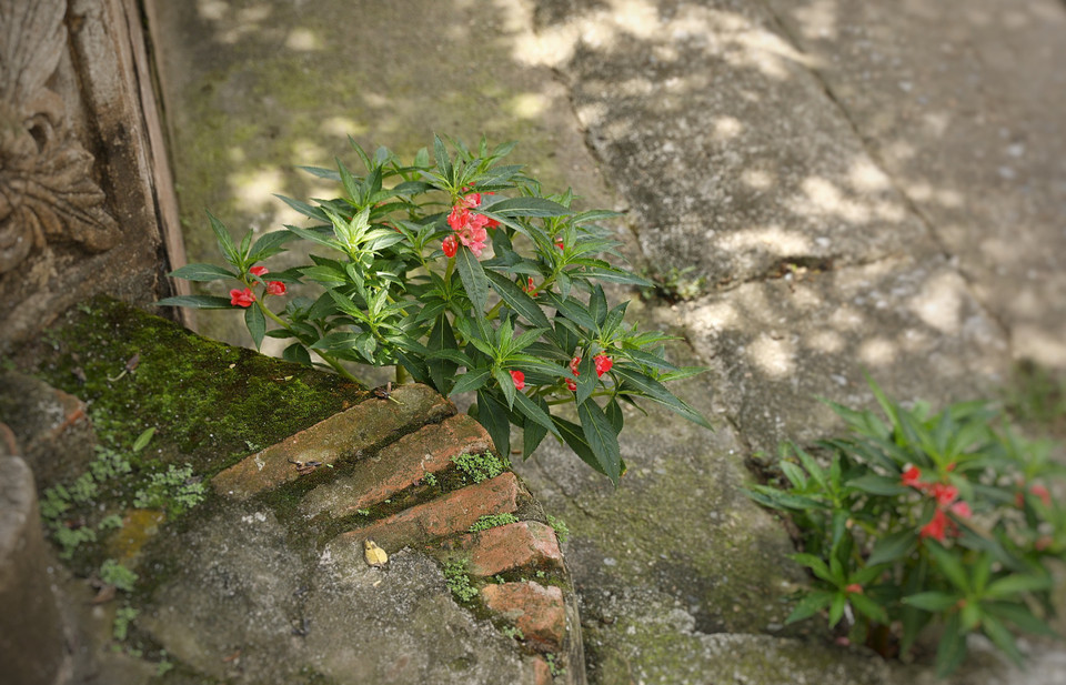 Cũng với sự tài hoa của đôi tay lành nghề, người làng Cựu đã cho xây tại làng những 'biệt thự' mang âm hưởng giao hòa của nghệ thuật kiến trúc phương Đông và phương Tây. (Ảnh: Mai Mai/Vietnam+)