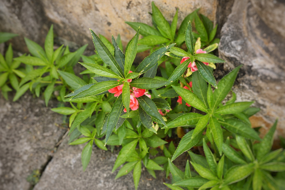 (Ảnh: Mai Mai/Vietnam+)