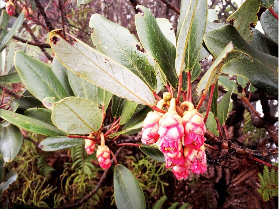 Mấy cô cậu dẫn đường ngươi dân tộc gọi đây là loài hoa chuông. (Ảnh: Mai Mai/Vietnam+)