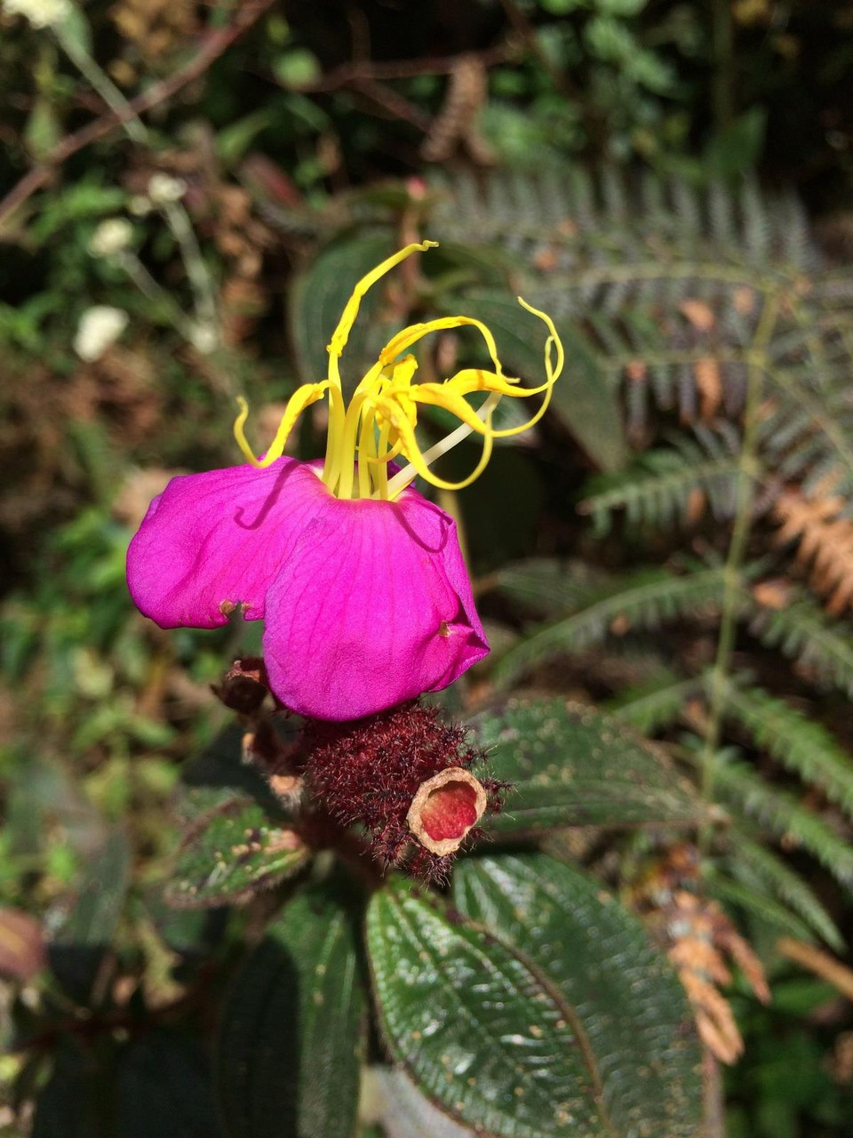 (Ảnh: Mai Mai/Vietnam+)