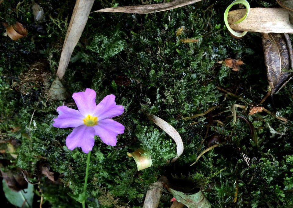 Hoa mọc lên từ những đám rêu rậm rì. (Ảnh: Mai Mai/Vietnam+)