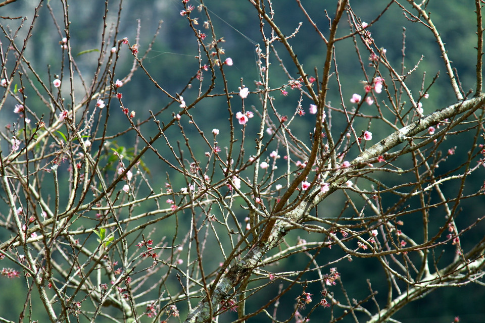 Những bông đào muộn. (Ảnh: Mai Mai/Vietnam+)