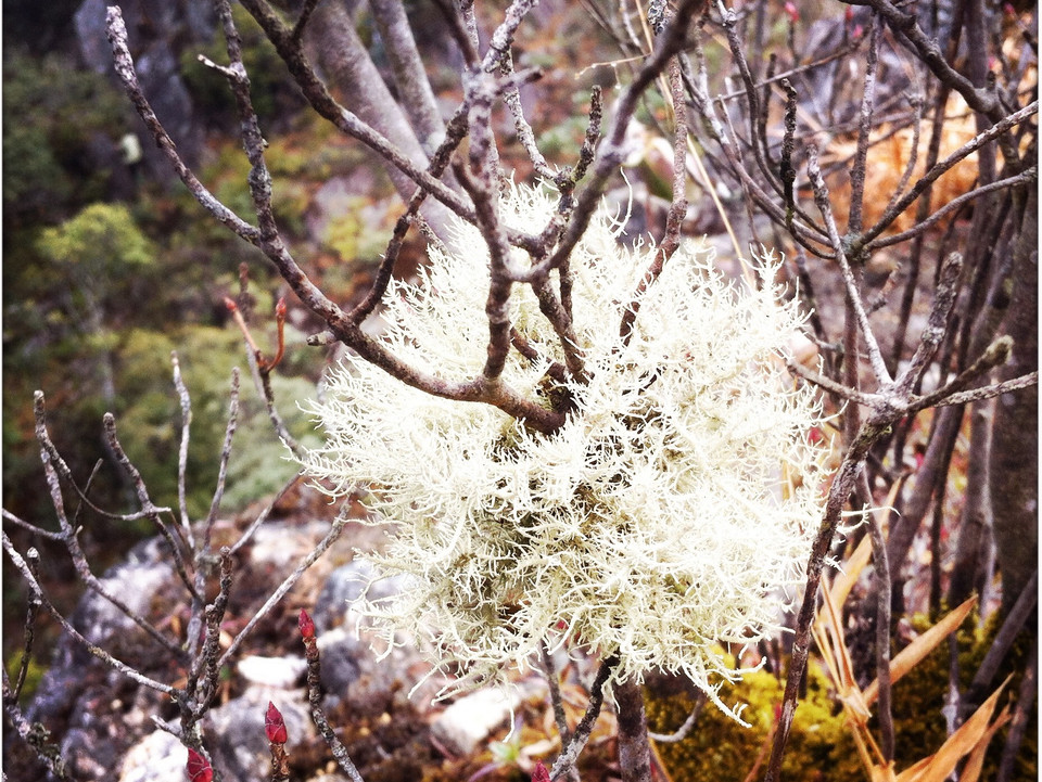 Càng lên cao không khí càng lạnh, mây mù bao phủ quanh năm, loài địa y này bám vào cành cây khô trông như đóa hoa. (Ảnh: Mai Mai/Vietnam+)