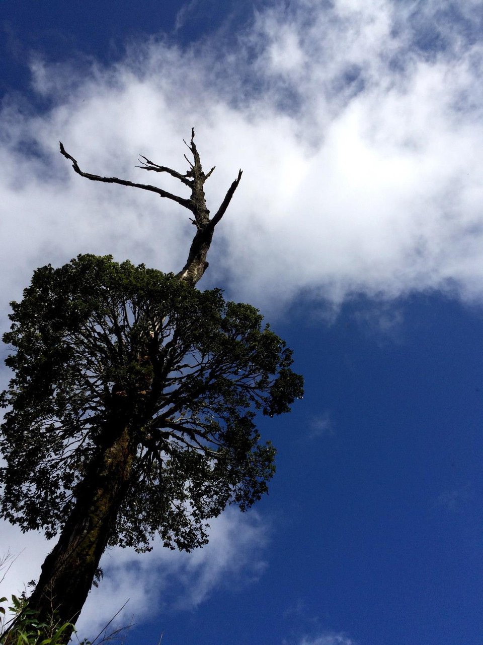 Đến một dáng cây cũng đẹp như một đóa hoa giữa trời. (Ảnh: Mai Mai/Vietnam+)