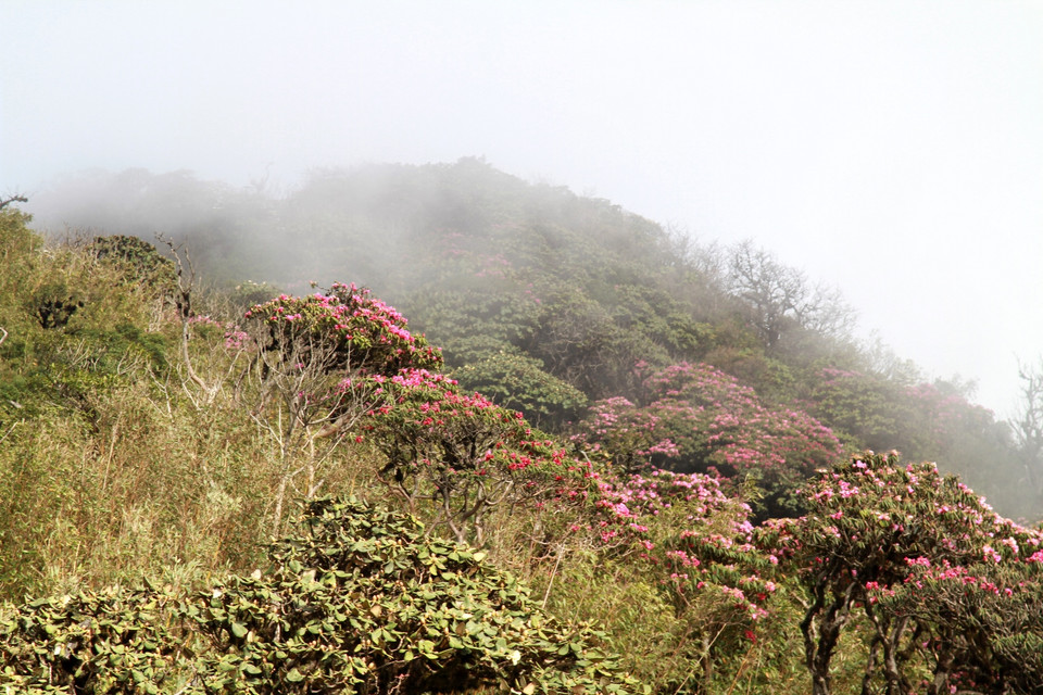 Những gốc đỗ quyên mọc men theo sườn núi và bao phủ những cánh rừng của dãy Hoàng Liên Sơn. (Ảnh: Mai Mai/Vietnam+)