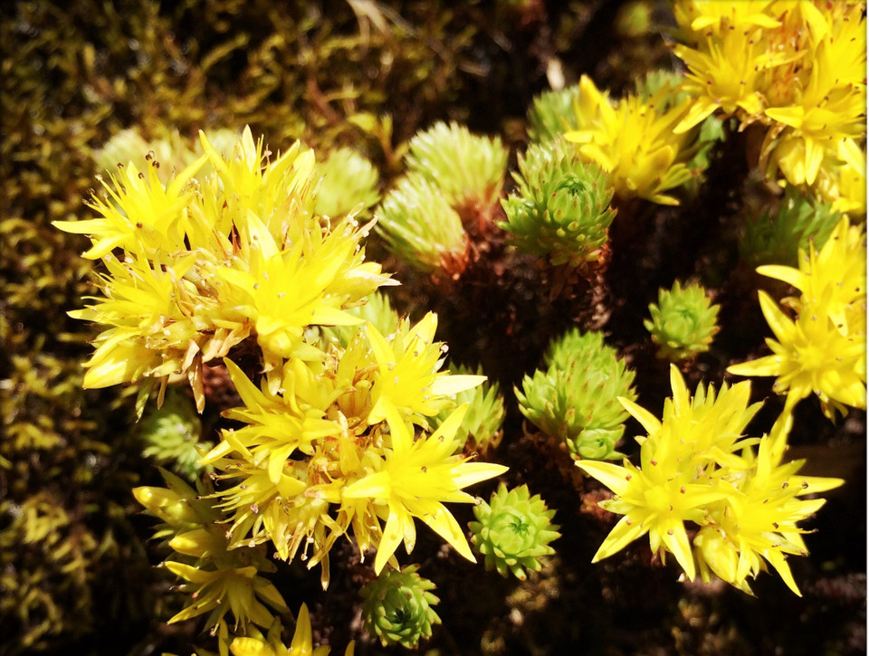 Những loài hoa này mọc từ độ cao 2.500m. (Ảnh: Mai Mai/Vietnam+)