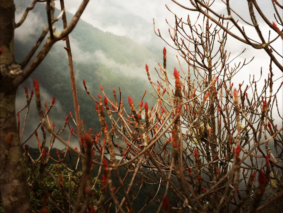 Rặng hoa ở độ cao gần 3.000m. (Ảnh: Mai Mai/Vietnam+)