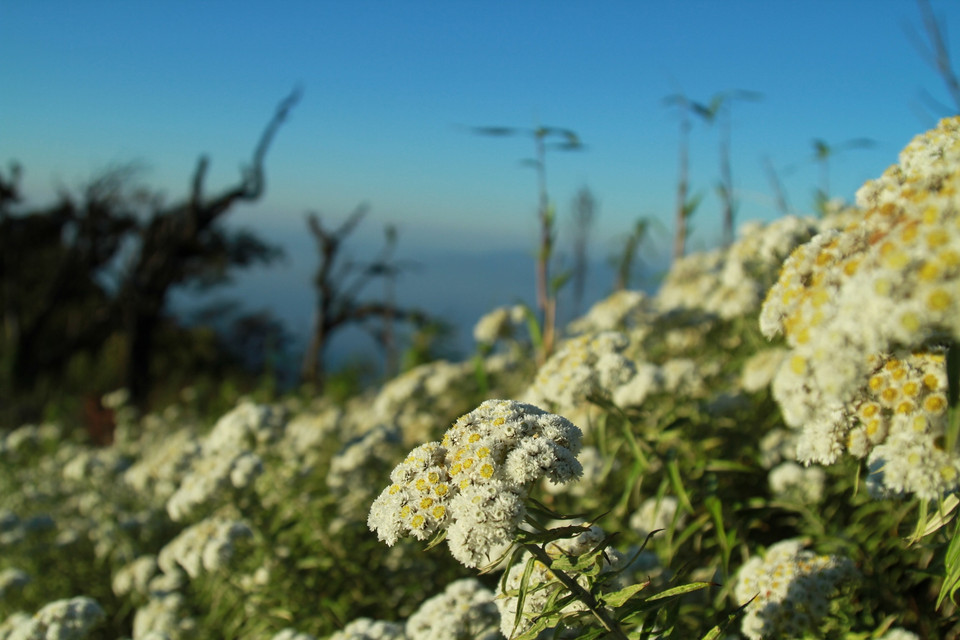 (Ảnh: Mai Mai/Vietnam+)