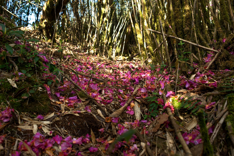 Đi dưới tán rừng mà giống như đi trên thảm hoa. (Ảnh: Mai Mai/Vietnam+)