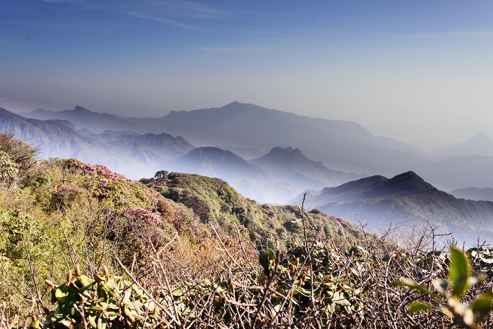Nếu ai đã từng đặt chân lên cung đường leo Putaleng - nóc nhà thứ 2 của Đông Dương với 3.049m, sẽ cảm nhận được vẻ đẹp của rừng hoa đỗ quyên cổ thụ bạt ngàn màu sắc và trải ngút tầm mắt. (Ảnh: Mai Mai/Vietnam+)