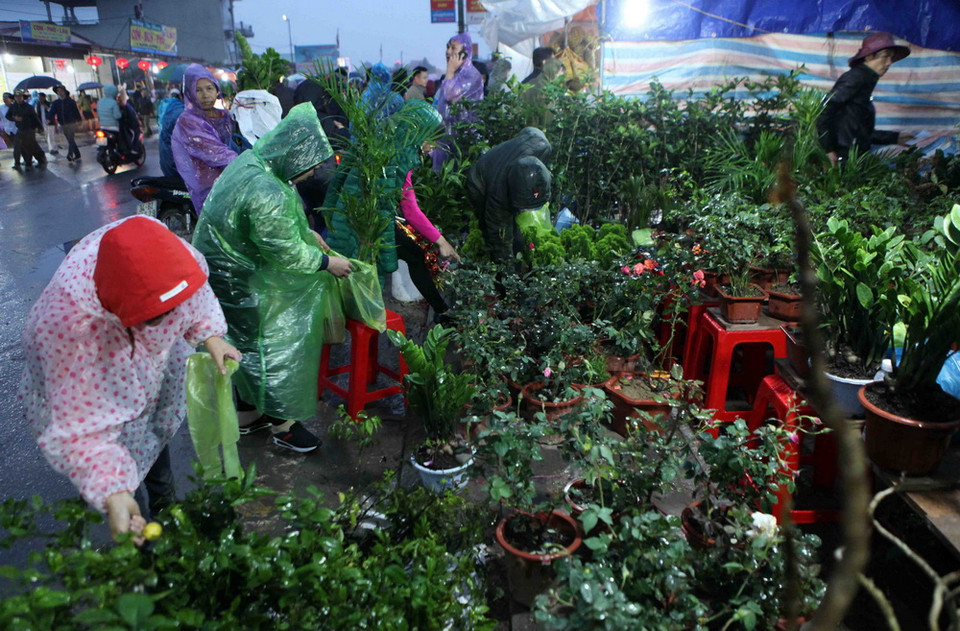 Du khách thập phương chọn mua các loại cây cảnh giống lấy lộc đầu năm. (Ảnh: Quý Trung/TTXVN)