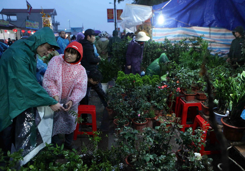 Du khách thập phương chọn mua các loại cây cảnh giống lấy lộc đầu năm. (Ảnh: Quý Trung/TTXVN)