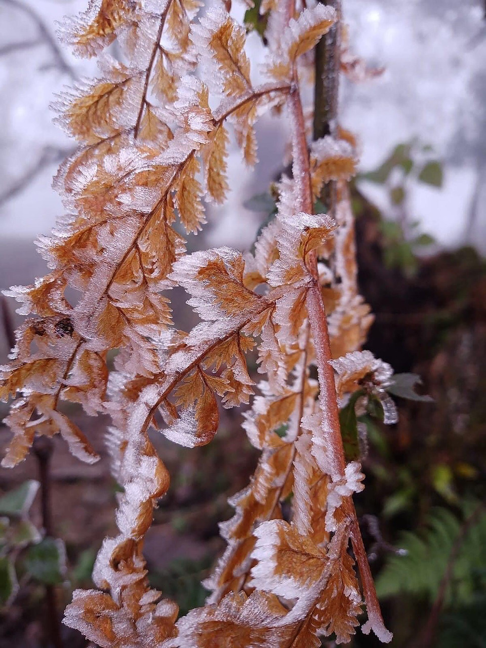 Băng giá, sương muối phủ trắng cây cỏ đường đi, cây rừng thuộc Vườn quốc gia Hoàng Liên. (Ảnh: Quốc Khánh/TTXVN)