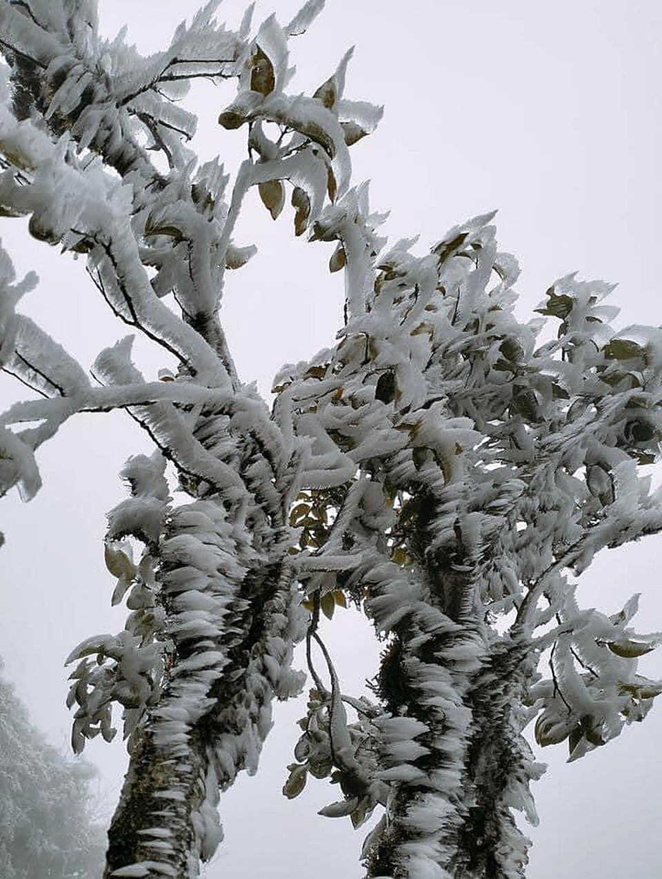 Đây là đợt sương muối thứ hai xuất hiện tại đỉnh Fansipan, tính từ đầu tháng 11/2022 đến nay. (Ảnh: Quốc Khánh/TTXVN)