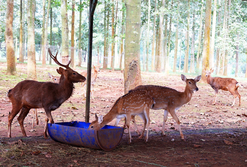 Khu nuôi hươu trong vườn thú trên Đảo Ó-Đồng Trường.(Ảnh: Hồng Đạt /TTXVN)