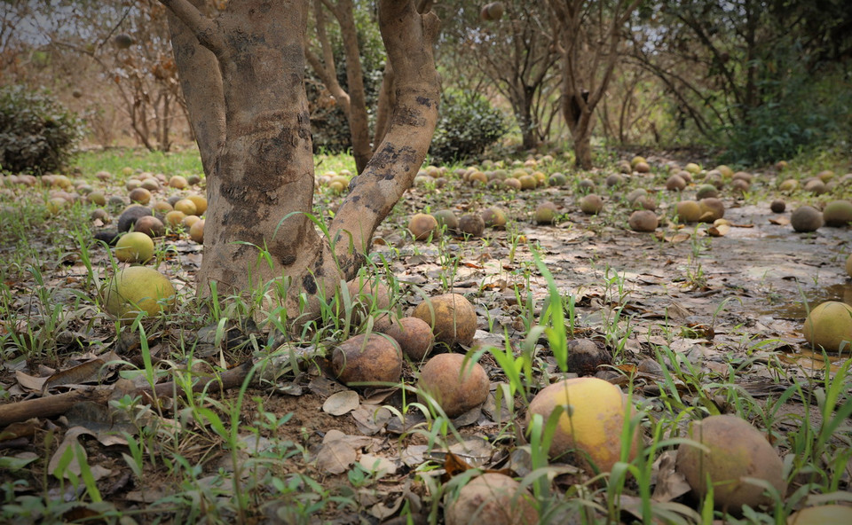 Bưởi Đại Minh, huyện Yên Bình, tỉnh Yên Bái được mệnh danh là 'bưởi tiến Vua,' mỗi năm mang về thu nhập hàng chục tỷ đồng cho người dân địa phương, nhưng giờ đây chỉ còn là những gốc cây trơ trụi, lá đã khô héo. (Ảnh: Tuấn Anh/TTXVN)